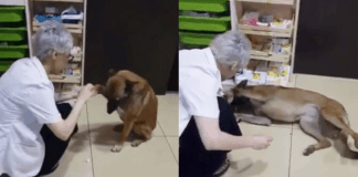 Street Dog Walks To Pharmacy And Shows Injured Paw. Adorable Viral Video Has Internet In Tears