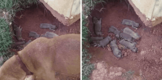 Dog Hid Her 9 Puppies In A Ditch To Protect Them From Her Cruel Owner