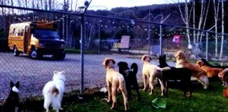 Dogs Patiently Sit By Daycare Fence Every Morning. The Reason Why Is Warming Everyone’s Hearts