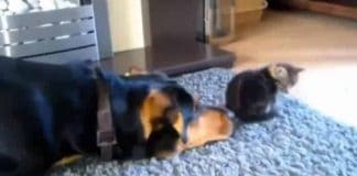 Dog Tries Everything Possible To Befriend Cat, Gives It One Final Go