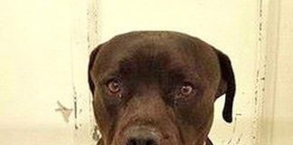 Owner Laughed At Crying Dog Dumped At The Shelter, But It’s The Dog Who Got The Last Laugh