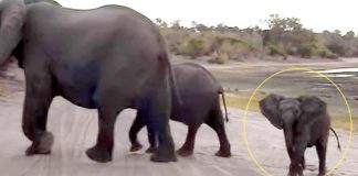 Baby Elephant Sneezes In Front Of Tourists – His Hilarious Reaction Leaves Them In Stitches