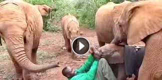 He Grabs The Baby’s Trunk, Now Watch The Mother Elephants Around Him… Wow!