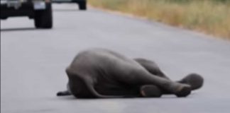 Baby Elephant Collapses In Middle Of The Road. Now Watch The Entire Herd Come Save It
