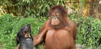 Everyone On The Planet Should See This 1 Minute Animal Video