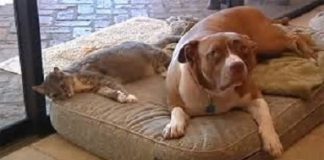 Family Cat Is Snatched By Two Hungry Coyotes, Then Their Rescued Pitbull Races Outside To Save The Day…
