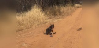 Man Sees Dog On A Remote Dirt Road — Then Realised He’s Asking For Help