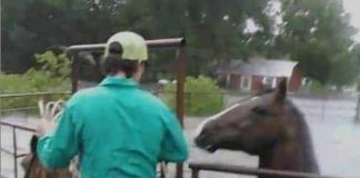 Horse Trapped In Pen Panics As Flood Waters Rise, Then Hero Cowboy Rides Up