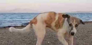 Stray Dog Kept Chasing People On Beach Until Someone Finally Helped Her
