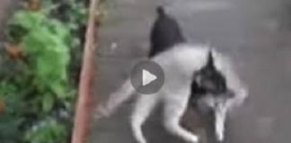 Dog Instructed To Bring Cat Back Home, Does It In The Funniest Way Possible
