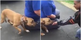 Dog Is Scared And Refuses To Go To Owner He Hasn’t Seen In 2 Years – But Then The Real Reaction Comes