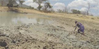 They Hear Strange Sound Coming From The Mud—but When Elephants Started Running In Fear—they Saw It