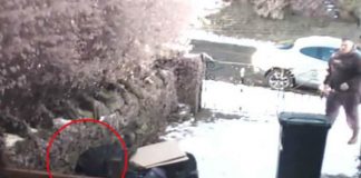 Thief Stealing From Yard – Surprisedly Greeted By Two Loyal Guardians