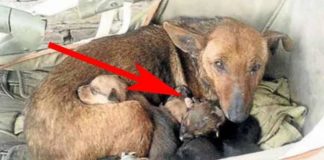 Street Dog Guards Abandoned Baby – Shows That Dogs Have A Heart Of Gold