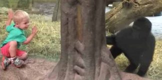 Toddler Gets Too Close To A Baby Gorilla, Has Parents And Zoo Visitors Burst Out Laughing