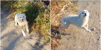 Homeless Dog Is Overcome With Joy When Jogger Approaches Him