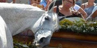 Man Dies In Tragic Motorcycle Accident – Then His Horse Does Something That Makes Everyone Cry