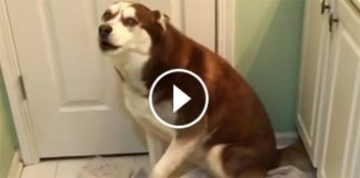 Husky Finds Out Its Time For His Bath. So What He Does? I Can’t Stop My Smile! Aww!