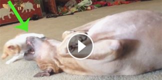 When This Terrifying Kitten Stumbled Into That Scared Pit Bull, He Did This! Poor Dog…lol!