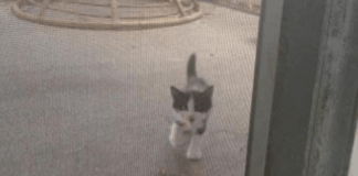 Woman Finds Tiny Kitten Meowing At Her Door Begging To Come Inside – After She Lets Him In, A Miracle Happens