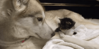 Kitten Is Terrified At First Night In Her New Home – But When They Introduce Her To Their Dog, Everything Changes