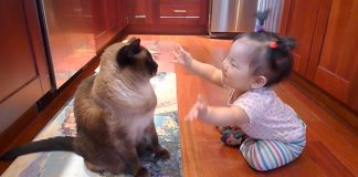 Little Baby Girl Crawls To Pet The Family Cat. Kitty’s Comeback Has Everyone Cracking Up