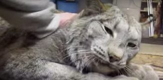 Woman Starts Petting Huge Rescue Lynx Cat. Moment He Realizes It, He Responds Back In An Incredible Way