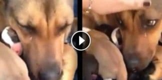 Mom Thought Her Puppies Were Lost Forever, But When They Are Finally Reunited, This Happens!