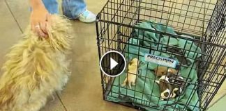 A Worried Mom Reunited With Her Tiny Babies, Now Watch Her Reaction…