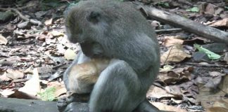 Tourist Sees Monkey Cradling Something—after A Closer Look, She Quickly Hit Record To Film This Rare Sight
