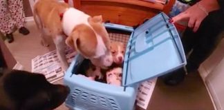 She Was Taken Away From Her Puppies And Left At A Shelter. Their Reunion Brought Me To Tears