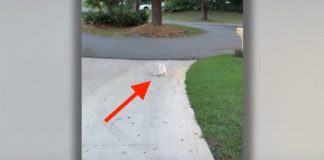 Dad Notices His Pup Struggling At The End Of The Driveway. And Then He Sees It