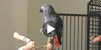 Curious Parrot Listens To A Song On The Piano, His Next Move? I Never Saw This Coming!