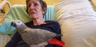 Dying Woman Tells Her Parrot Of 25 Years “I Love You” For Last Time And The Bird’s Reaction Has Everyone In Tears