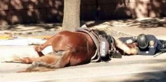 Police Horse Gets Hurt After A Vehicle Hits Her. But How That Cop Reacts Will Bring You To Tears