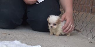 They Introduce This Rescue Pup To A New Friend – And It’s Too Adorable For Words