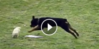 Rottweiler Jumps At A Tiny Bunny He Sees Outside. But Its What He Did Next That Left Me In Shock
