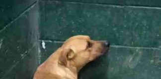 Dog Was So Scared When Family Left Him At Shelter For “Eating Trash”