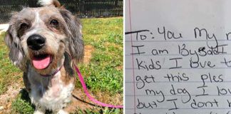 Senior Dog Left In Someone’s Yard With The Most Heartbreaking Note