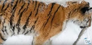 A Desperate Siberian Tiger Lies In Front Of A Door Asking For Help