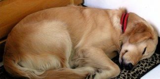 Woman Discovers The Hilarious Reason Why A Neighbor’s Dog Comes To Her House Every Day