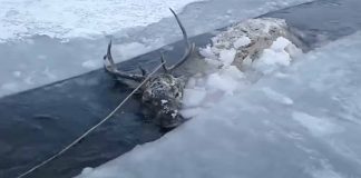 Drowning Stag Cries Out From Frozen Lake – Finally Help Arrives, But Not From Who You’d Expect