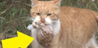 Stray Cat Refuses Food Unless It’s In A Bag. One Day, Woman Follows Her And Realizes The Heartbreaking Reason