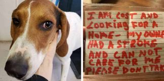 Dog Found Wandering Alone With A Heartbreaking Note On Her Collar