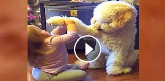Dad Was Randomly Filming His Daughter And Dog. What He Ended Up Capturing? Absolutely Priceless!