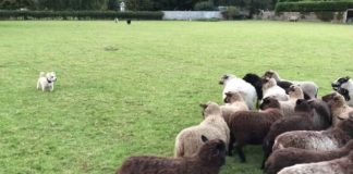 World’s Worst Sheepdog Goes To Herd Sheep, Somehow Gets Them To Play With Him Instead