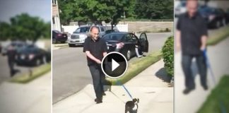 This Dog Thinks Shes Taking An Ordinary Walk, But She’s About To Get A Huge Surprise