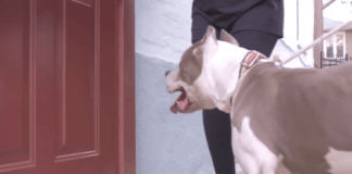 Neglected Pit Bull’s About To Step Inside A House For The Very First Time