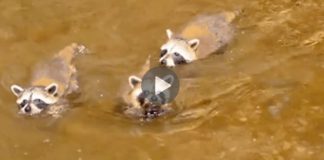 3 Lost Baby Raccoons Approach A Fisherman, Then They Grab A Hold Of His Ear