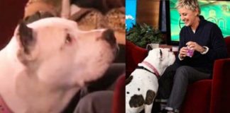9-year-old Rescue Pit Bull Refuses To Leave Ellen Alone, His Hilarious Antics Have Audience Rolling In Laughter